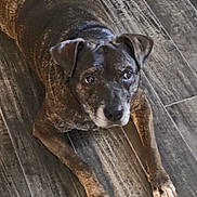 Alice joined the competition — help win amazing prizes! dog, brindle, floor, wooden_floor, pet, animal, laying_down, paws, indoor, looking_up, canine, fur, ears, nose, eyes, resting, domestic_animal, mammal, cute, companion