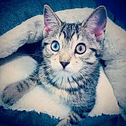 Rebel joined the competition — help win amazing prizes! kitten, cat, heterochromia, blue_eye, amber_eye, tabby, pet, feline, whiskers, fur, cozy, blanket, indoor, cute, animal, closeup, soft, resting, young, curious