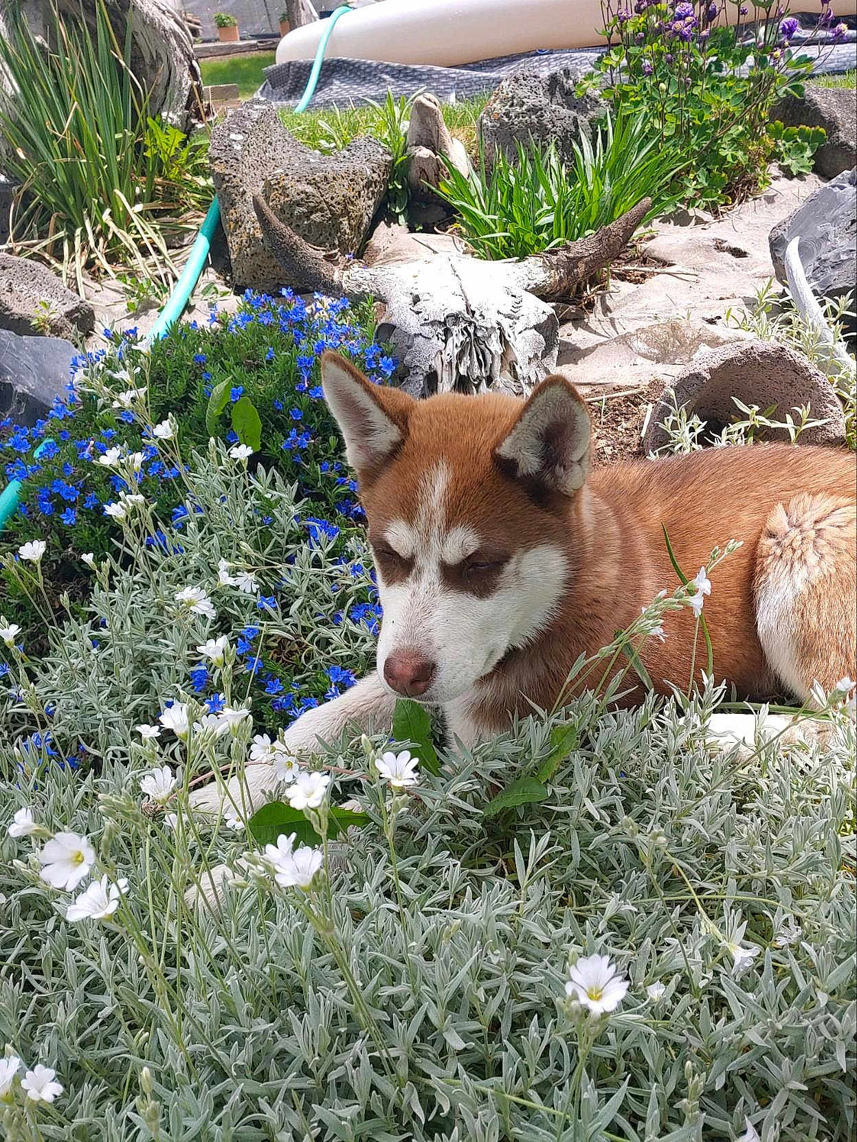 Mookie is registered to the contest to win money with this photo: dog, animal, outdoor, flowers, greenery, nature, grass, rock, skull, plant, resting, brown_fur, white_fur, canine, peaceful, garden, sunlight, leaf, shrub, summer