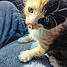 Coco is registered to the contest to win money with this photo: kitten, cat, calico, fur, whiskers, close_up, jeans, denim, paw, sunlight, cute, pet, animal, indoor, young, feline, small, curious, soft, tongue