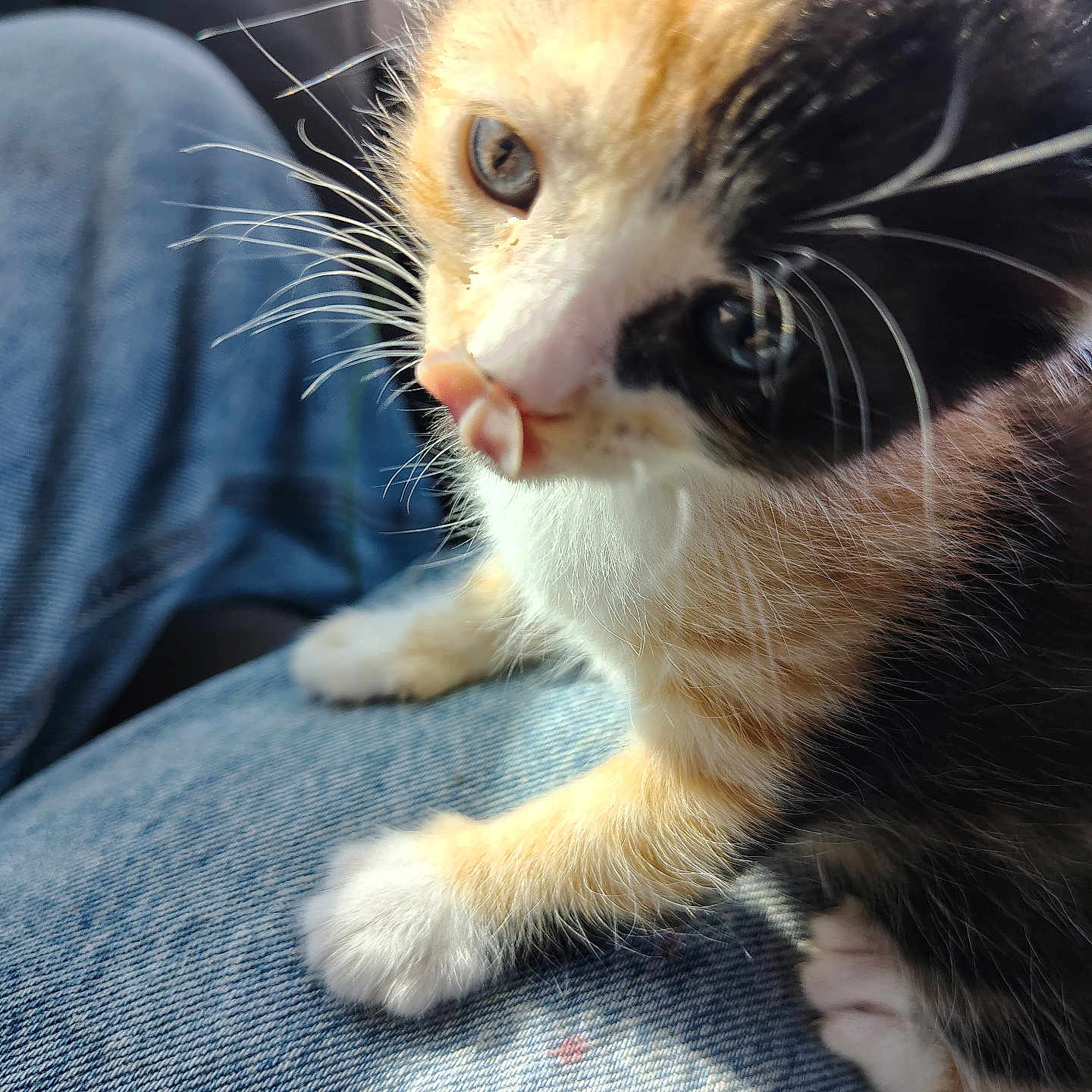Coco