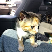 Coco joined the competition — help win amazing prizes! kitten, calico, cat, blue_eyes, fur, whiskers, denim, lap, car_interior, seat, window, sunlight, shadow, cute, pet, animal, young, curious, indoor, closeup