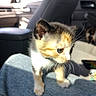kitten, calico, cat, blue_eyes, fur, whiskers, denim, lap, car_interior, seat, window, sunlight, shadow, cute, pet, animal, young, curious, indoor, closeup