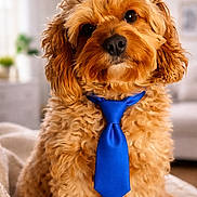 Toby Gómez joined the competition — help win amazing prizes! animal, blanket, blue_tie, brown, close_up, cozy, curly_fur, cute, dog, domestic_animal, fluffy, furniture, indoor, living_room, pet, portrait, sitting, small_dog, soft_lighting, tie