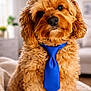 animal, blanket, blue_tie, brown, close_up, cozy, curly_fur, cute, dog, domestic_animal, fluffy, furniture, indoor, living_room, pet, portrait, sitting, small_dog, soft_lighting, tie