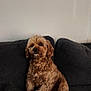animal, brown_dog, companion, couch, cozy, curious, curly_fur, cute, dog, domestic, furniture, home, indoor, looking, pet, relaxed, remote_control, sitting, sofa, wall