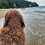 animal, beach, cloudy, curly_hair, dog, landscape, nature, outdoor, pebbles, people, recreation, sand, shore, sky, summer, trees, vacation, water, waves, wet_fur