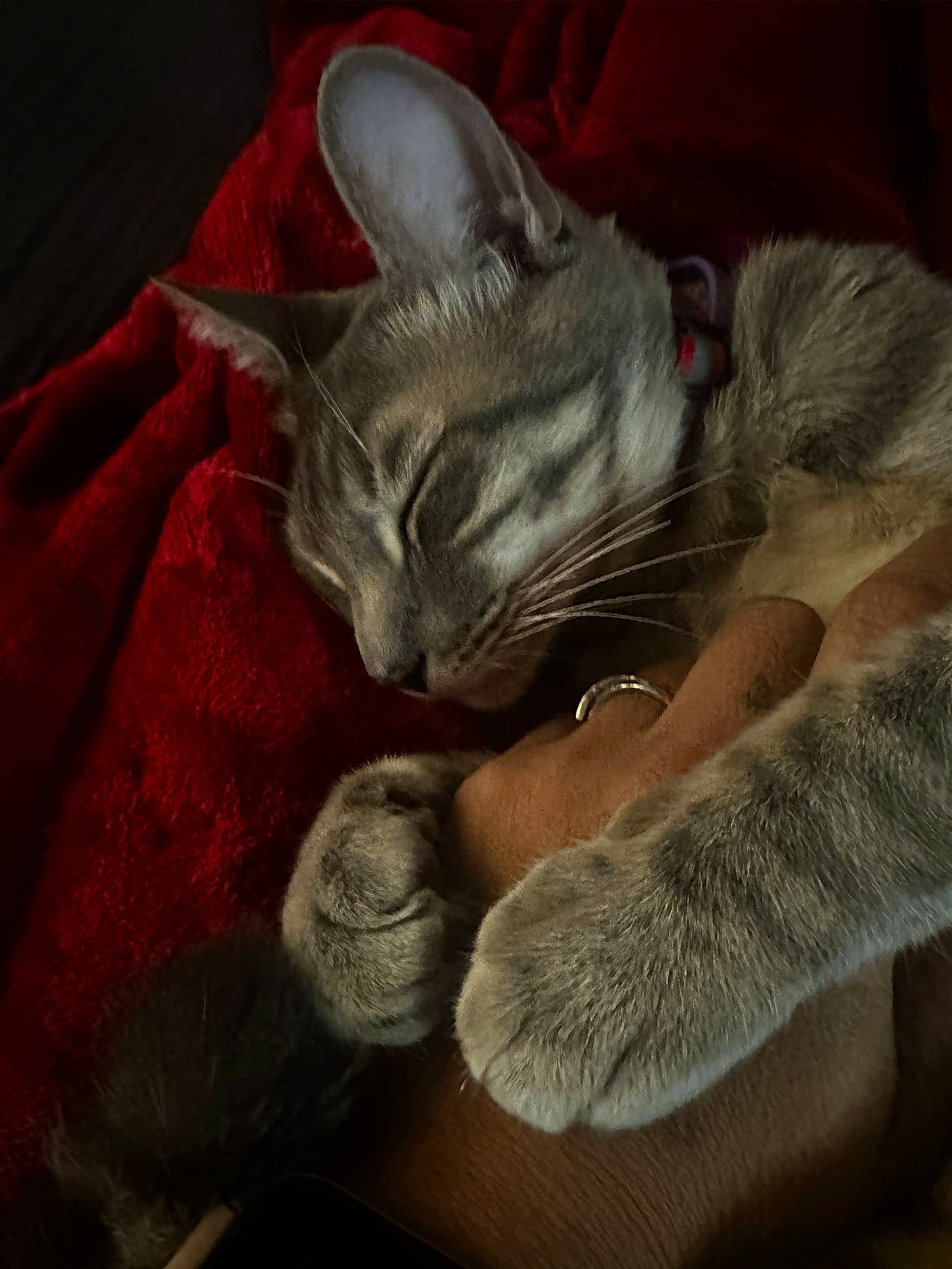 Tigger joined the competition — help win amazing prizes! carnivore, cat, claw, cloud, comfort, domestic_short_haired_cat, ear, fawn, felidae, foot, fur, grey, human_leg, lap, nap, paw, small_to_medium_sized_cats, snout, tail, whiskers