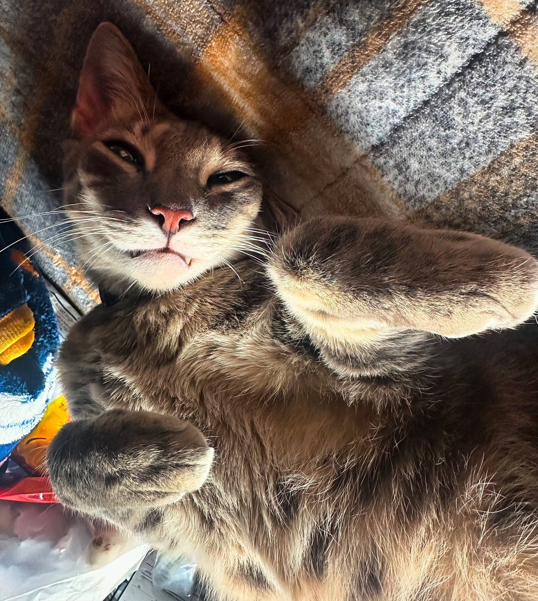 Tigger is registered to the contest to win money with this photo: box, carnivore, cat, claw, domestic_short_haired_cat, felidae, fur, gesture, grey, paw, photo_caption, small_to_medium_sized_cats, snout, tail, whiskers