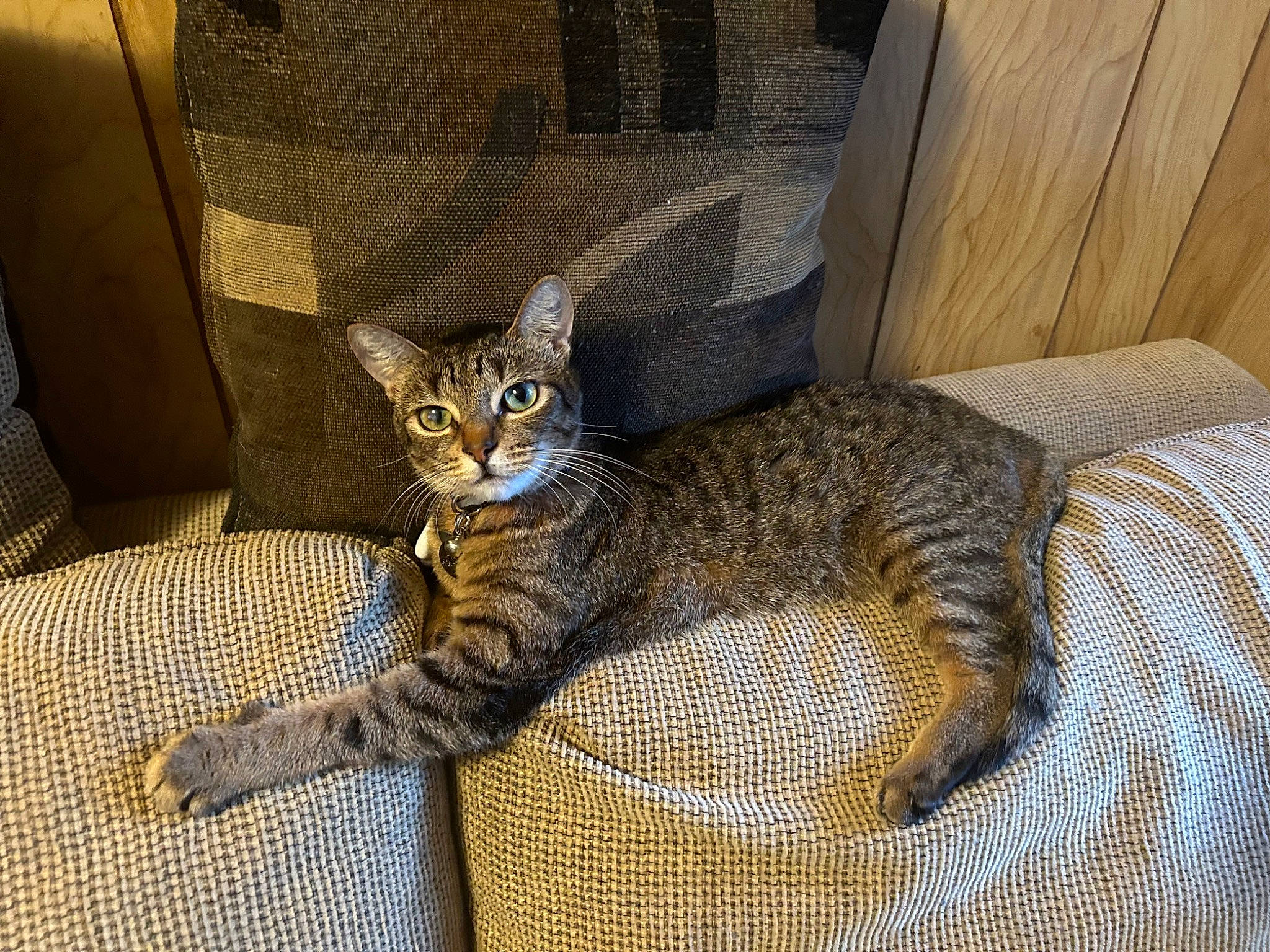 Pirate is registered to the contest to win money with this photo: carnivore, cat, cat_supply, claw, comfort, domestic_short_haired_cat, felidae, fur, paw, sitting, small_to_medium_sized_cats, snout, tail, terrestrial_animal, whiskers