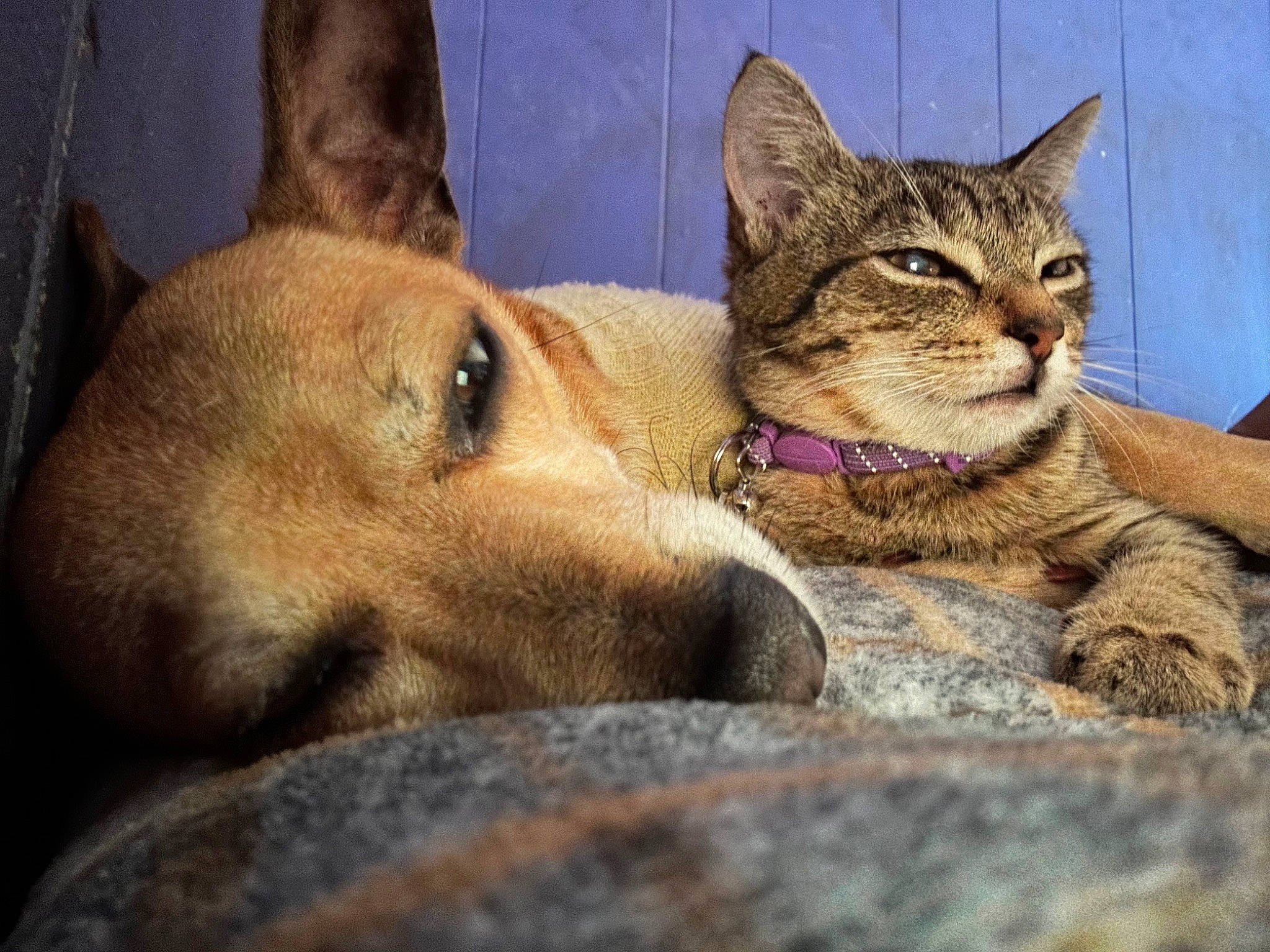 Pirate joined the competition — help win amazing prizes! carnivore, cat, claw, comfort, dog, dog_breed, domestic_short_haired_cat, fawn, felidae, fur, jaw, paw, photo_caption, sitting, small_to_medium_sized_cats, snout, terrestrial_animal, whiskers, wildlife