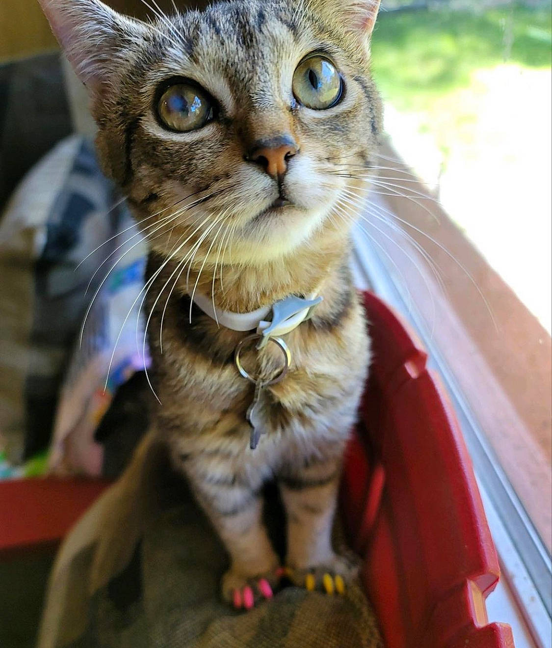 Pirate is registered to the contest to win money with this photo: carnivore, cat, claw, collar, domestic_short_haired_cat, fawn, felidae, fur, paw, small_to_medium_sized_cats, snout, terrestrial_animal, tree, whiskers