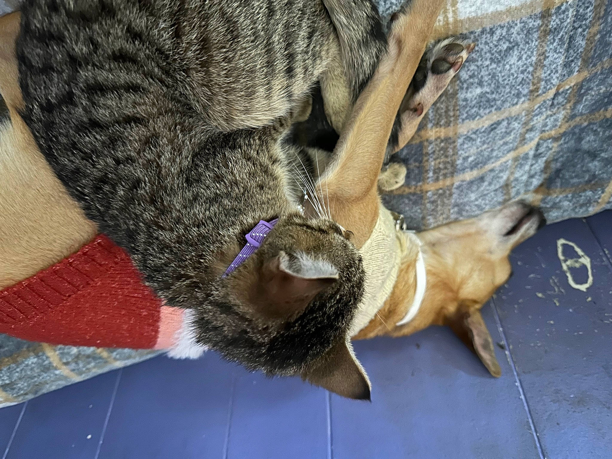 Pirate is registered to the contest to win money with this photo: canidae, carnivore, claw, collar, companion_dog, dog, dog_breed, fawn, fur, leash, paw, snout, sporting_group, tail, terrestrial_animal, working_animal