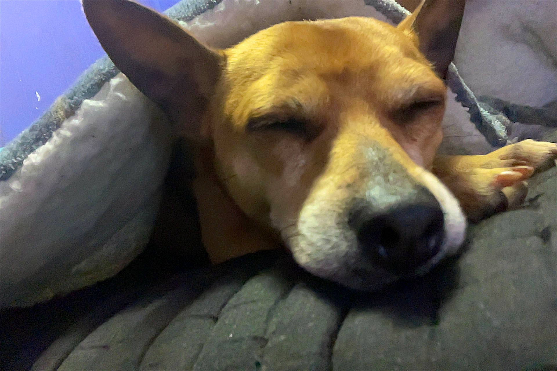 Hunter is registered to the contest to win money with this photo: ancient_dog_breeds, canidae, carnivore, companion_dog, dog, dog_breed, fawn, fur, non_sporting_group, snout, sporting_group, street_dog, terrestrial_animal, whiskers, working_animal