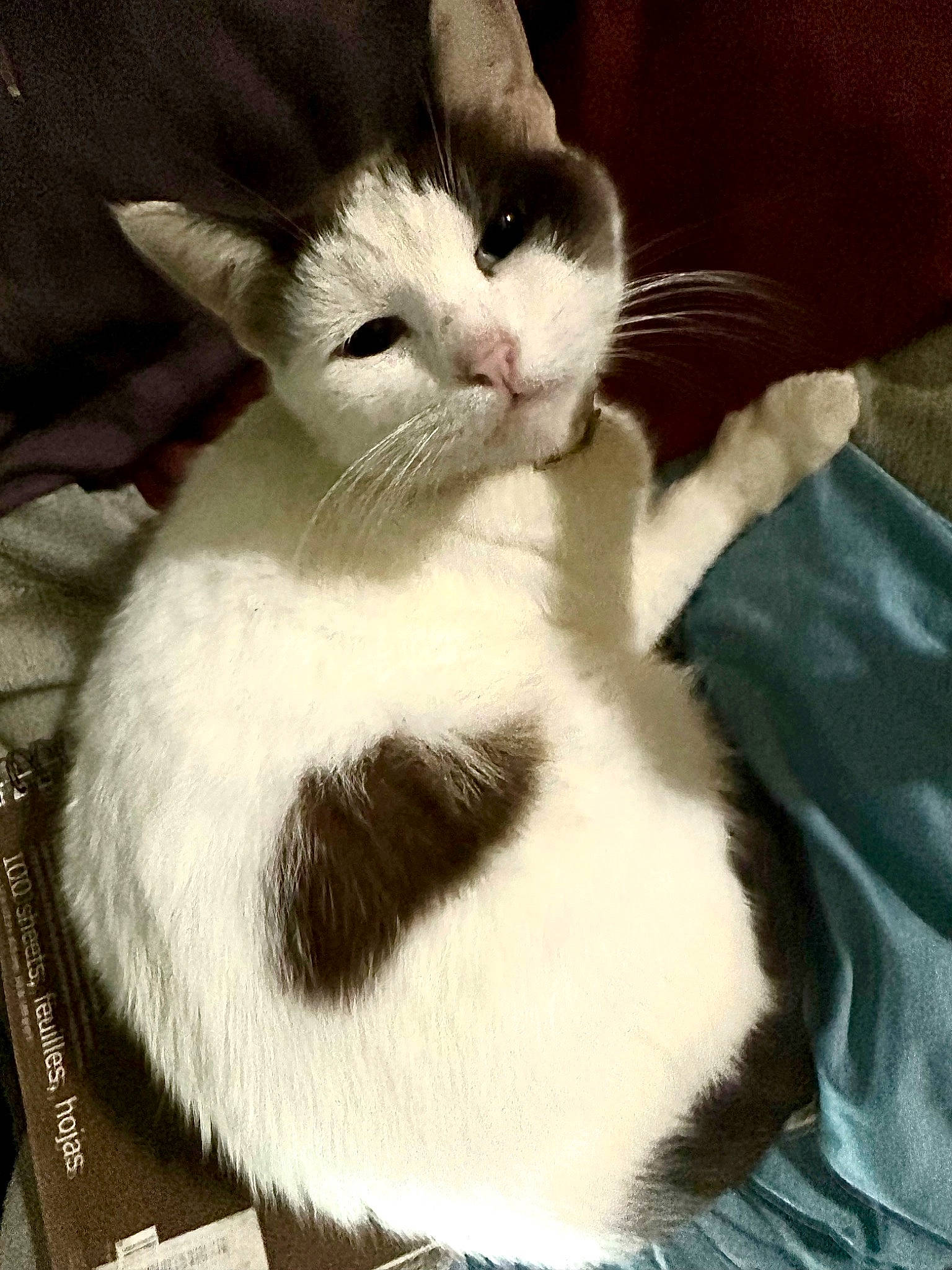 Snowball joined the competition — help win amazing prizes! carnivore, cat, claw, comfort, domestic_short_haired_cat, eye, felidae, foot, fur, gesture, head, paw, small_to_medium_sized_cats, snout, tail, whiskers