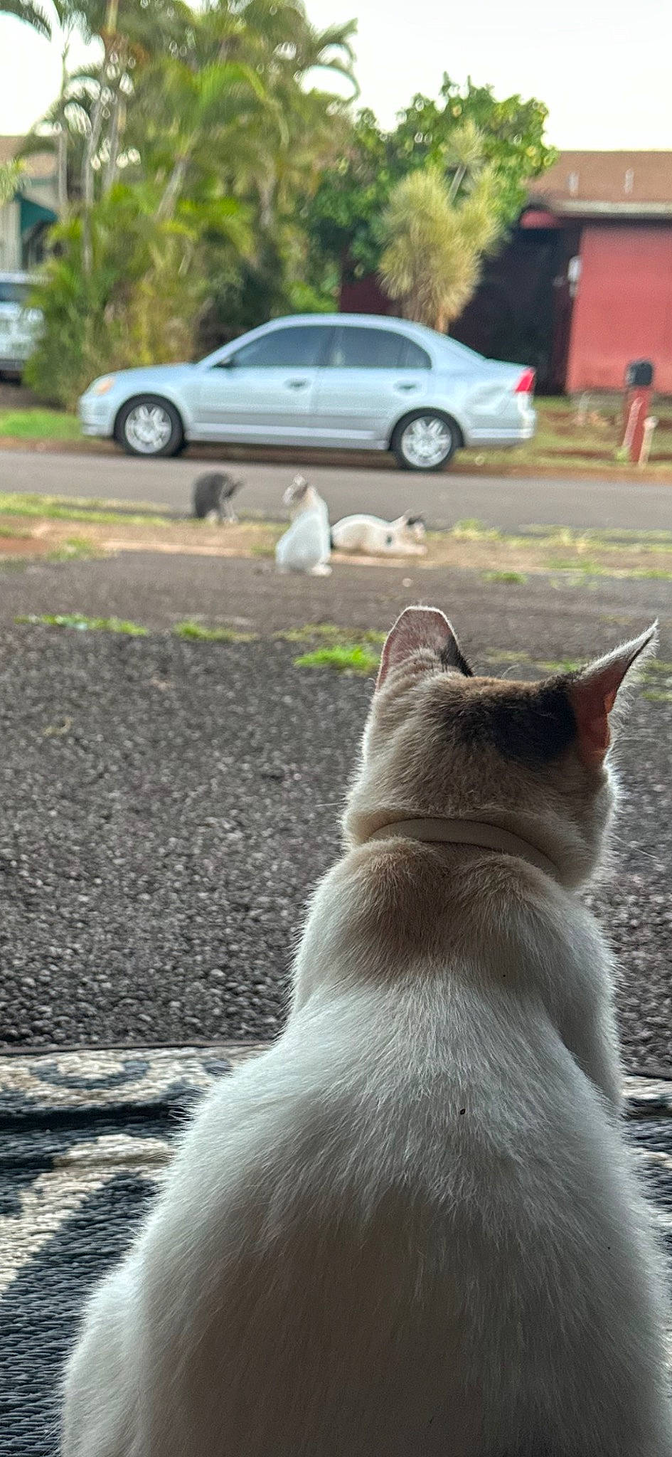 Snowball is registered to the contest to win money with this photo: asphalt, car, carnivore, cat, domestic_short_haired_cat, felidae, grass, parking, plant, road, road_surface, sidewalk, small_to_medium_sized_cats, snout, tail, tire, tree, vehicle, wheel, whiskers