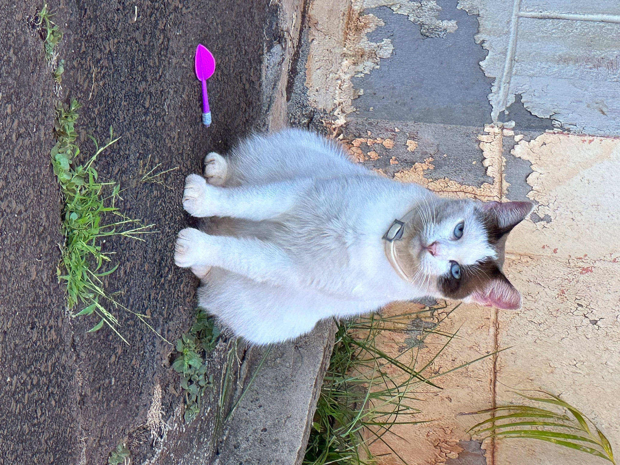 Snowball is registered to the contest to win money with this photo: canidae, carnivore, cat, collar, dog_breed, domestic_short_haired_cat, fawn, felidae, fur, grass, paw, plant, road_surface, russian_blue, small_to_medium_sized_cats, snout, sporting_group, tail, whiskers, wildlife