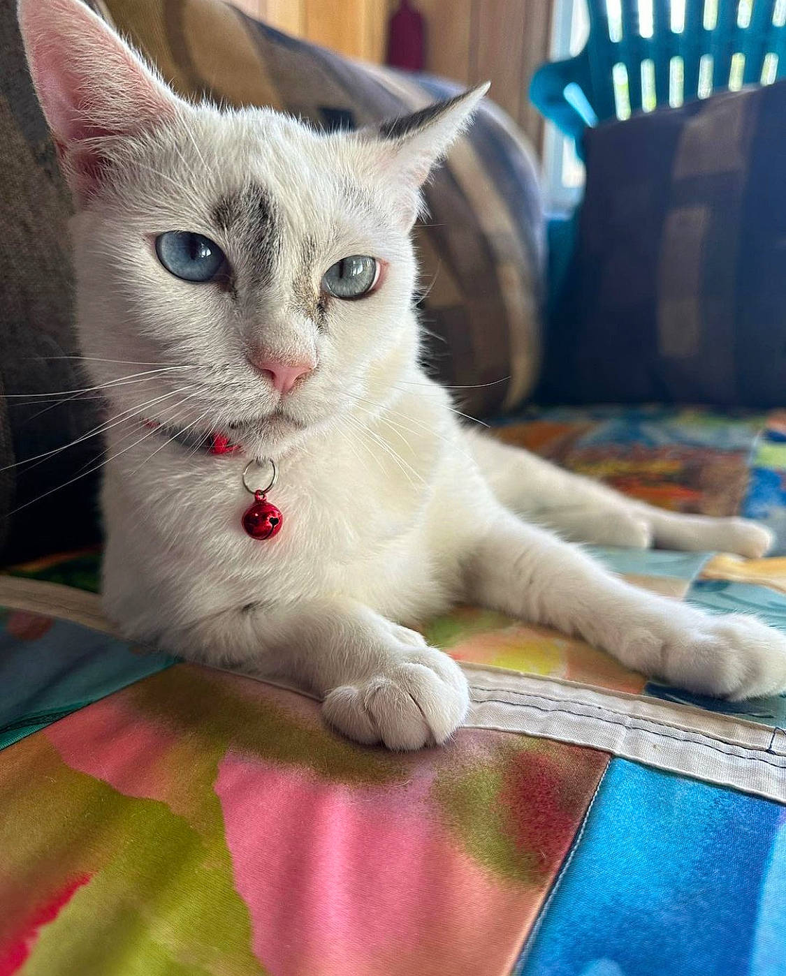 Snowy joined the competition — help win amazing prizes! carnivore, cat, claw, comfort, domestic_short_haired_cat, felidae, fur, linens, paw, small_to_medium_sized_cats, snout, tail, whiskers