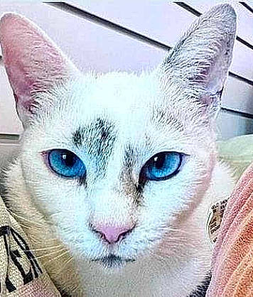 Snowy is registered to the contest to win money with this photo: art, carnivore, cat, cat_supply, comfort, domestic_short_haired_cat, felidae, fur, paint, small_to_medium_sized_cats, snout, terrestrial_animal, whiskers