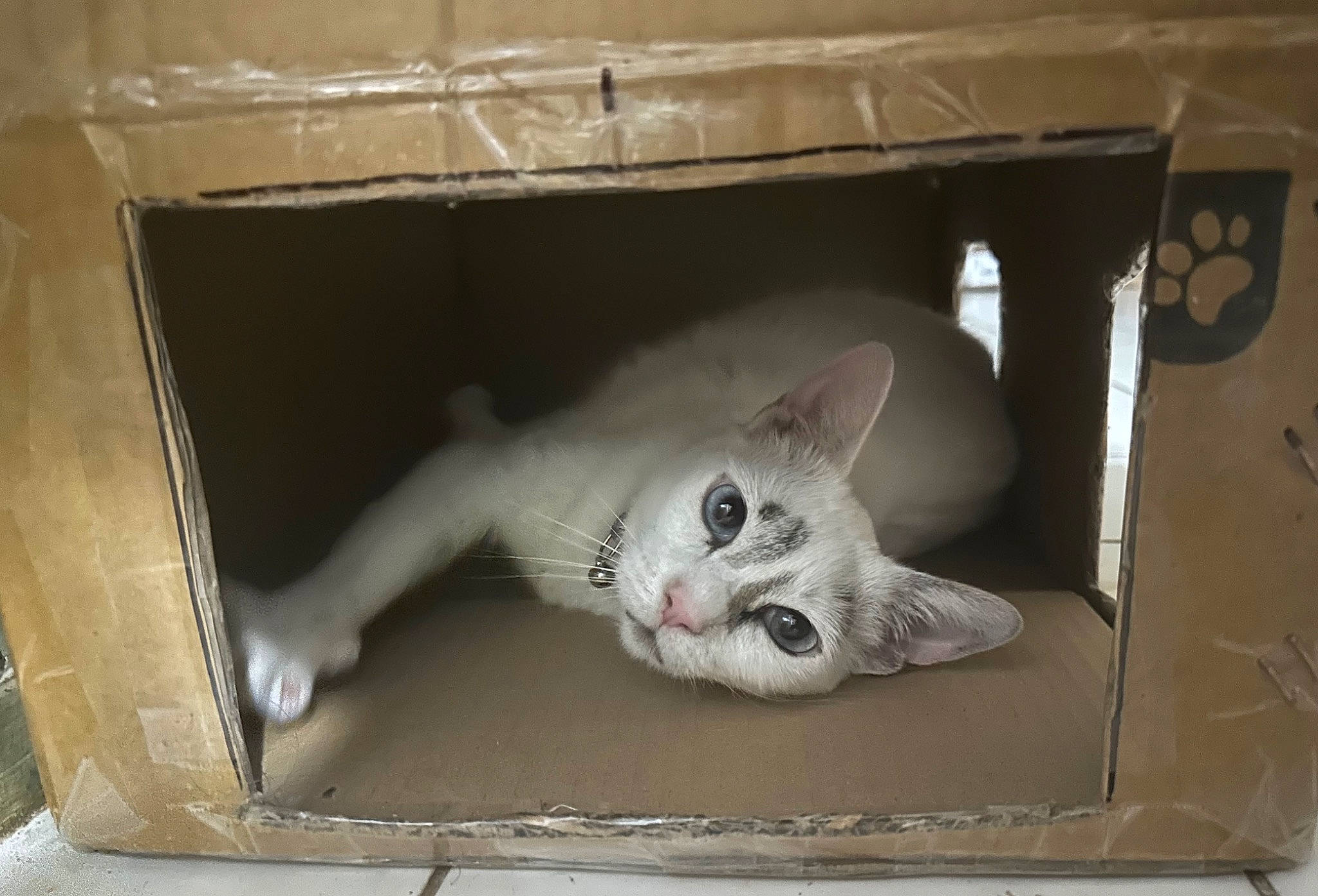 Snowy is registered to the contest to win money with this photo: animal_shelter, art, box, cage, cardboard, carnivore, cat, domestic_short_haired_cat, fawn, felidae, fur, paw, pet_supply, room, small_to_medium_sized_cats, snout, tail, whiskers, window