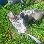 Bluey is registered to the contest to win money with this photo: puppy, dog, grass, outdoor, leash, blue_eyes, pink_nose, sunlight, shadow, animal, pet, curious, ears, spotted_coat, nature, young_dog, playful, greenery, canine, summer