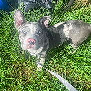 Bluey is registered to the contest to win money with this photo: puppy, dog, grass, leash, outdoor, pet, blue_eyes, pink_nose, sunlight, greenery, young_dog, animal, curious, collar, nature, garden, playful, canine, summer, daylight