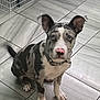 Bluey joined the competition — help win amazing prizes! dog, merle, blue_eyes, pink_nose, collar, indoor, tile_floor, pet, canine, sitting, attentive, tail, cage, animal, domestic, cute, young_dog, ears_up, looking_at_camera, floor