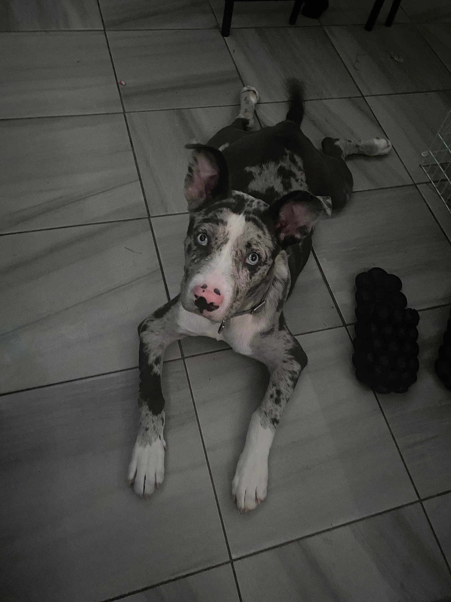 Bluey joined the competition — help win amazing prizes! dog, pet, indoor, floor, tile, blue_eyes, pink_nose, black_spots, lying_down, curious, animal, ears, paw, canine, looking_up, domestic, companion, resting, quiet, home