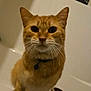 bathroom, bathtub, bell, cat, close_up, collar, curious, eyes, feline, fur, ginger_cat, indoor, orange_fur, paws, pet, portrait, shampoo_bottle, sitting, toilet_paper_roll, whiskers