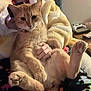 Mango is registered to the contest to win money with this photo: blanket, cat, collar, cozy, cushion, cute, domestic_cat, fluffy_robe, game_controller, ginger_cat, indoor, lap, living_room, orange_fur, paws, person, pet, portrait, remote_control, snuggling