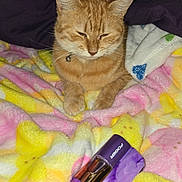 Mango is registered to the contest to win money with this photo: cat, ginger_cat, pet_cat, blanket, colorful_blanket, purple_perfume, perfume_bottle, bottle, whiskers, paws, collar, bell, indoor, bed, cozy, close_up, flash_photography, fur, ears, relaxed