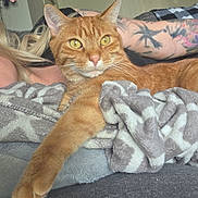 Kleetus joined the competition — help win amazing prizes! arm, blanket, blue_eyes, casual, cat, close_up, comfort, couch, face, feline, fur, home, indoor, laying_down, orange_cat, pattern, person, relaxing, resting, tattoo