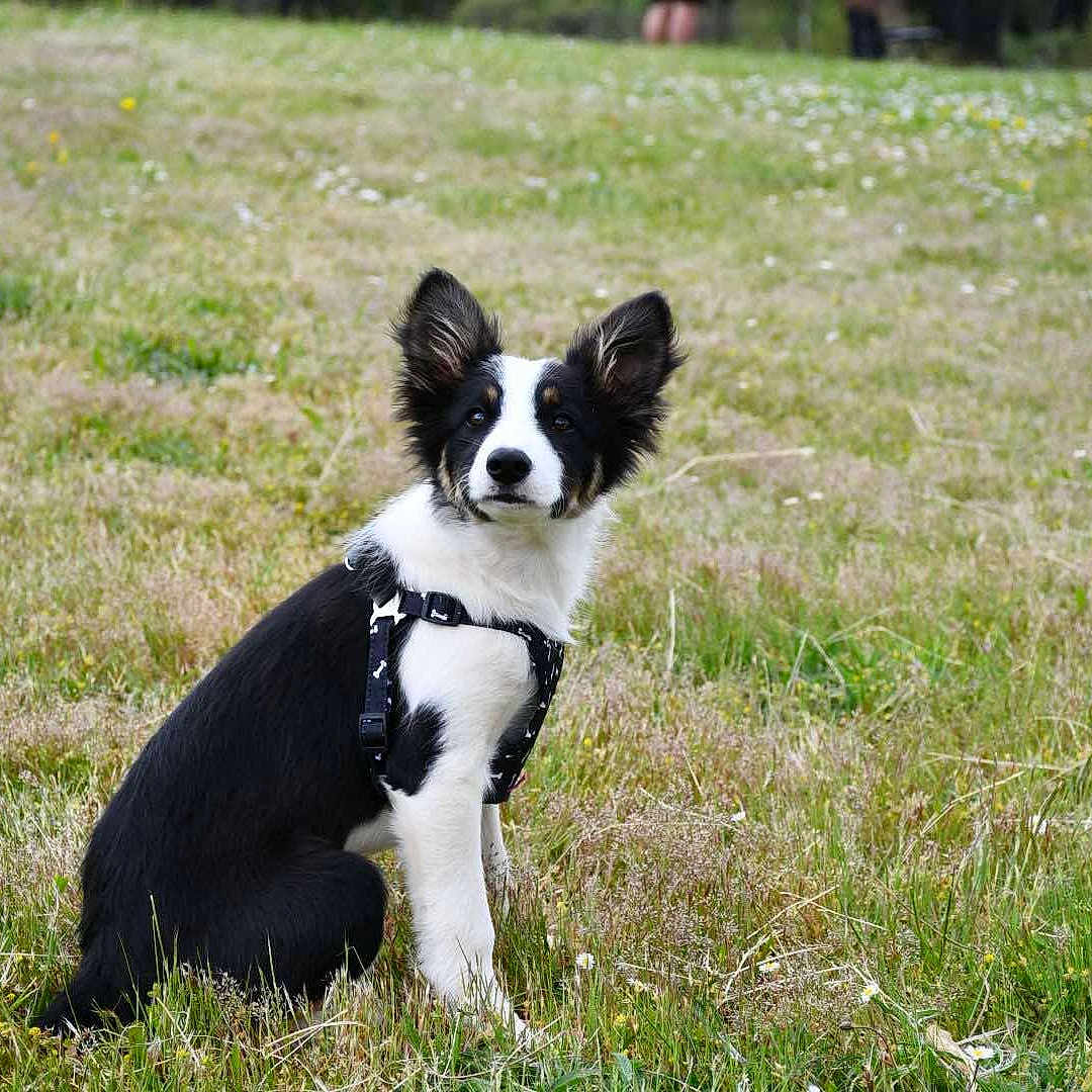 Aïka a rejoint le concours — aidez-le/la à gagner de superbes lots ! adorable, alert, animal, black_and_white, canine, cute, daytime, dog, ears, field, fur, grass, harness, mammal, nature, outdoor, pet, puppy, sitting, young