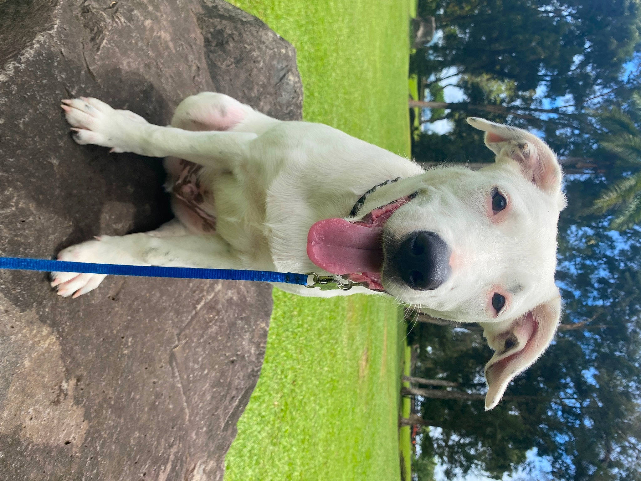 Haku is registered to the contest to win money with this photo: building, canidae, carnivore, collar, companion_dog, dog, dog_breed, dog_collar, fawn, grass, leisure, pet_supply, plant, recreation, sculpture, snout, sporting_group, tree, water, working_animal