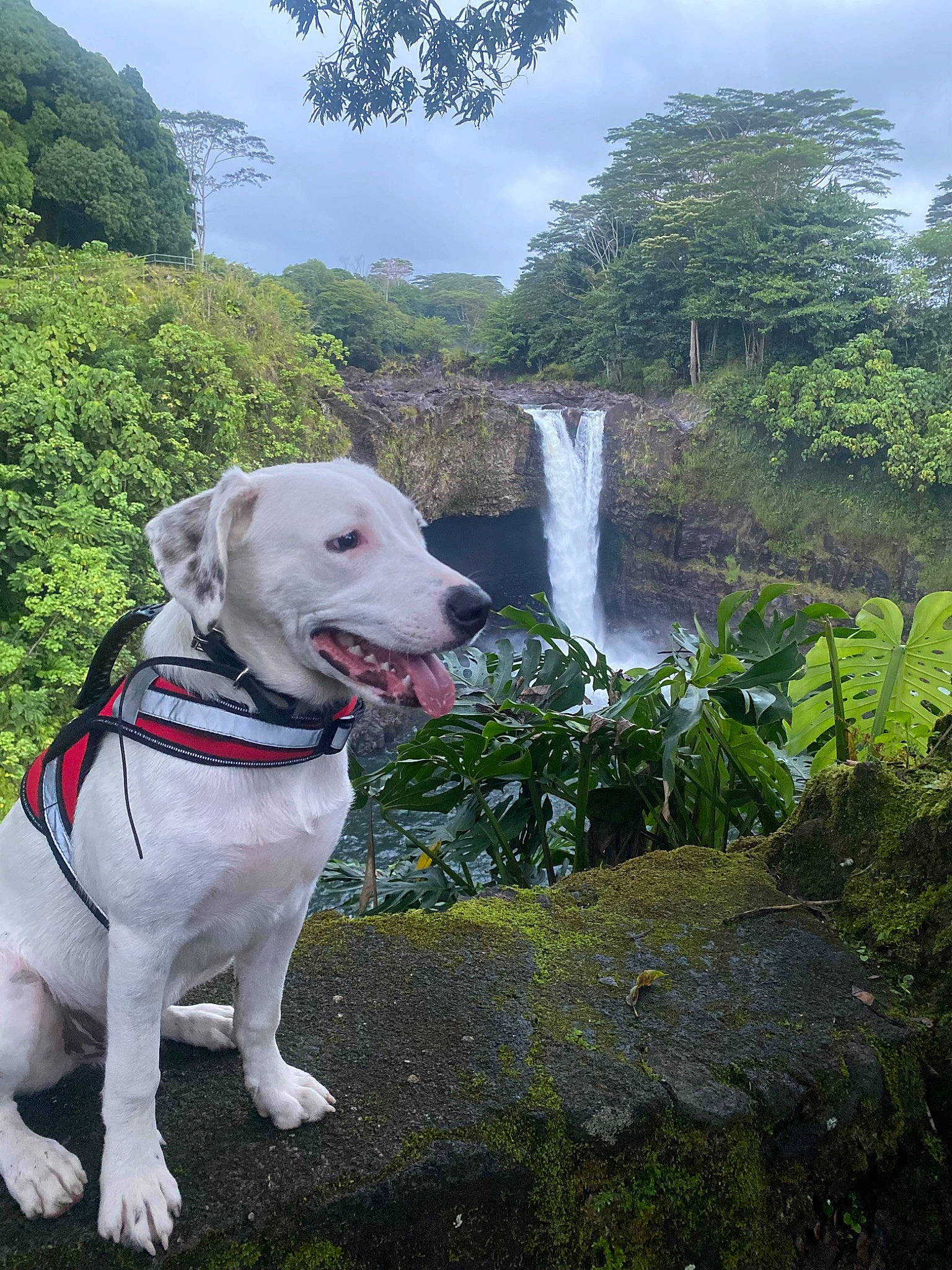 Haku joined the competition — help win amazing prizes! carnivore, cloud, collar, companion_dog, dog, dog_breed, dog_collar, dog_supply, fawn, grass, green, leash, natural_landscape, plant, sky, tail, tree, water, waterfall, working_animal