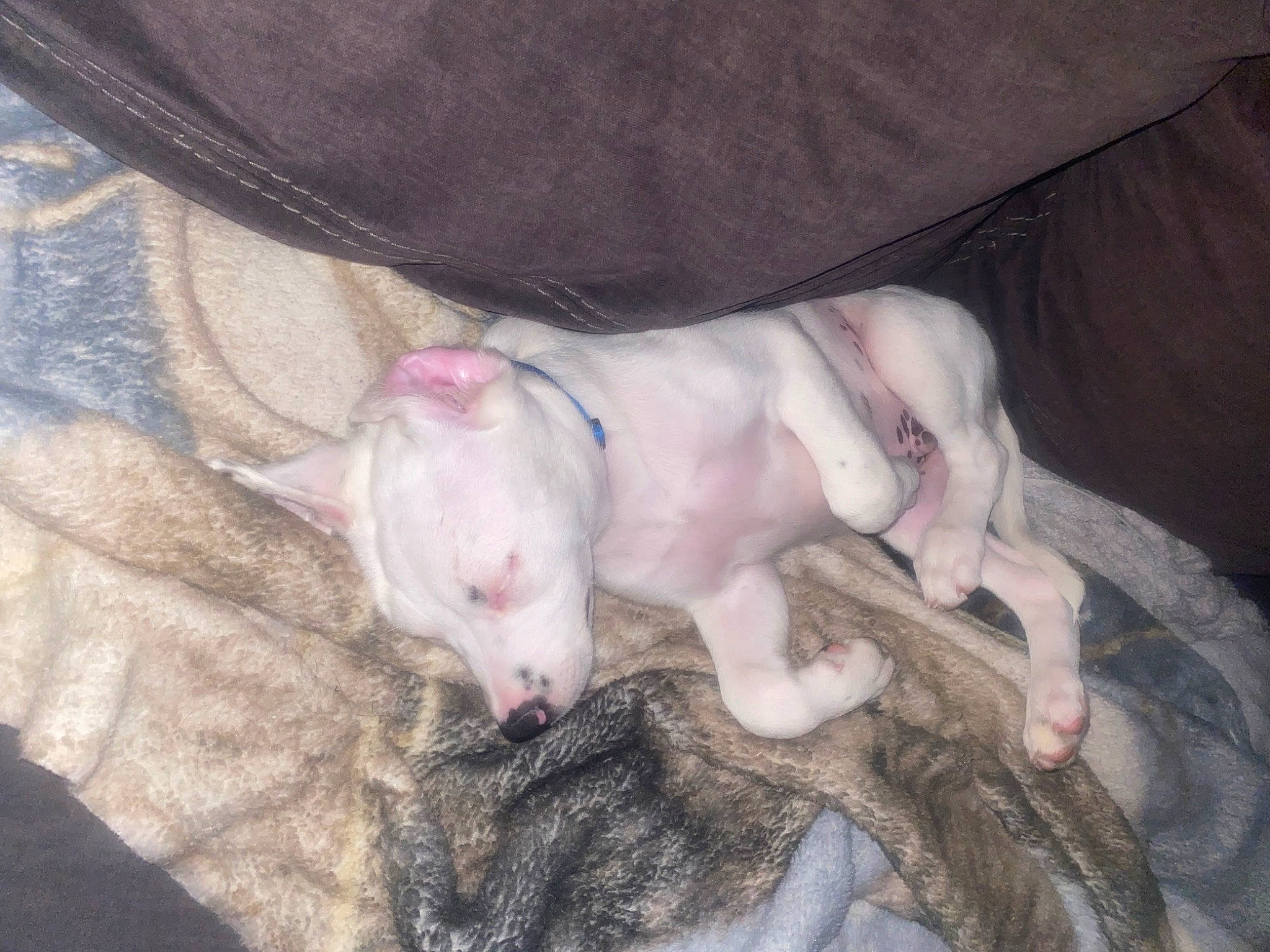 Haku joined the competition — help win amazing prizes! canidae, carnivore, comfort, companion_dog, dog_breed, dogo_argentino, domestic_pig, fawn, fur, livestock, non_sporting_group, paw, snout, sporting_group, suidae, terrestrial_animal, working_animal