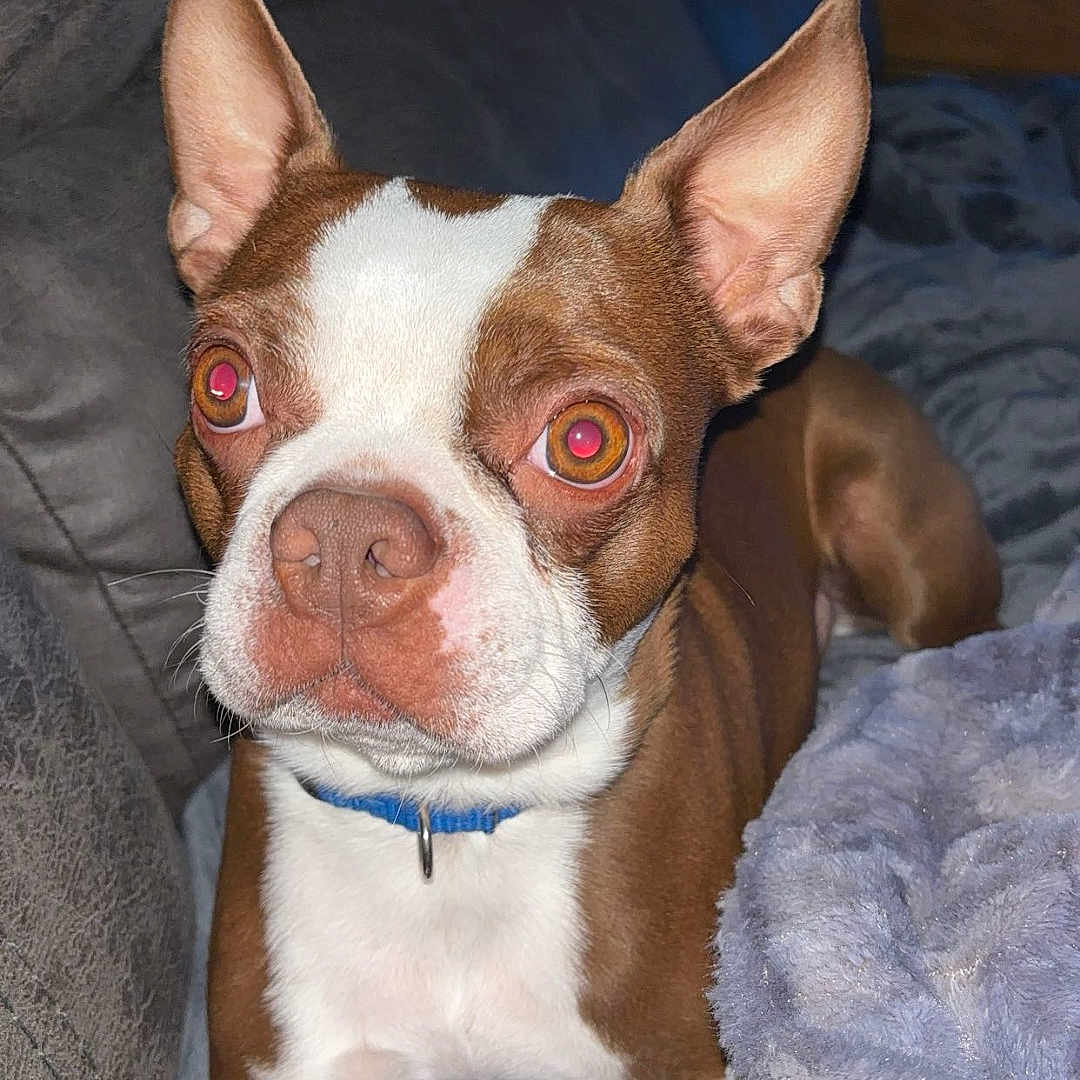 Diesel is registered to the contest to win money with this photo: animal, bostonbull, boxer, bulldog, canine, chihuahua, computerhardware, couch, cushion, dog, electronics, frenchbulldog, furniture, hardware, homedecor, hound, pet, pitbull, puppy, snout