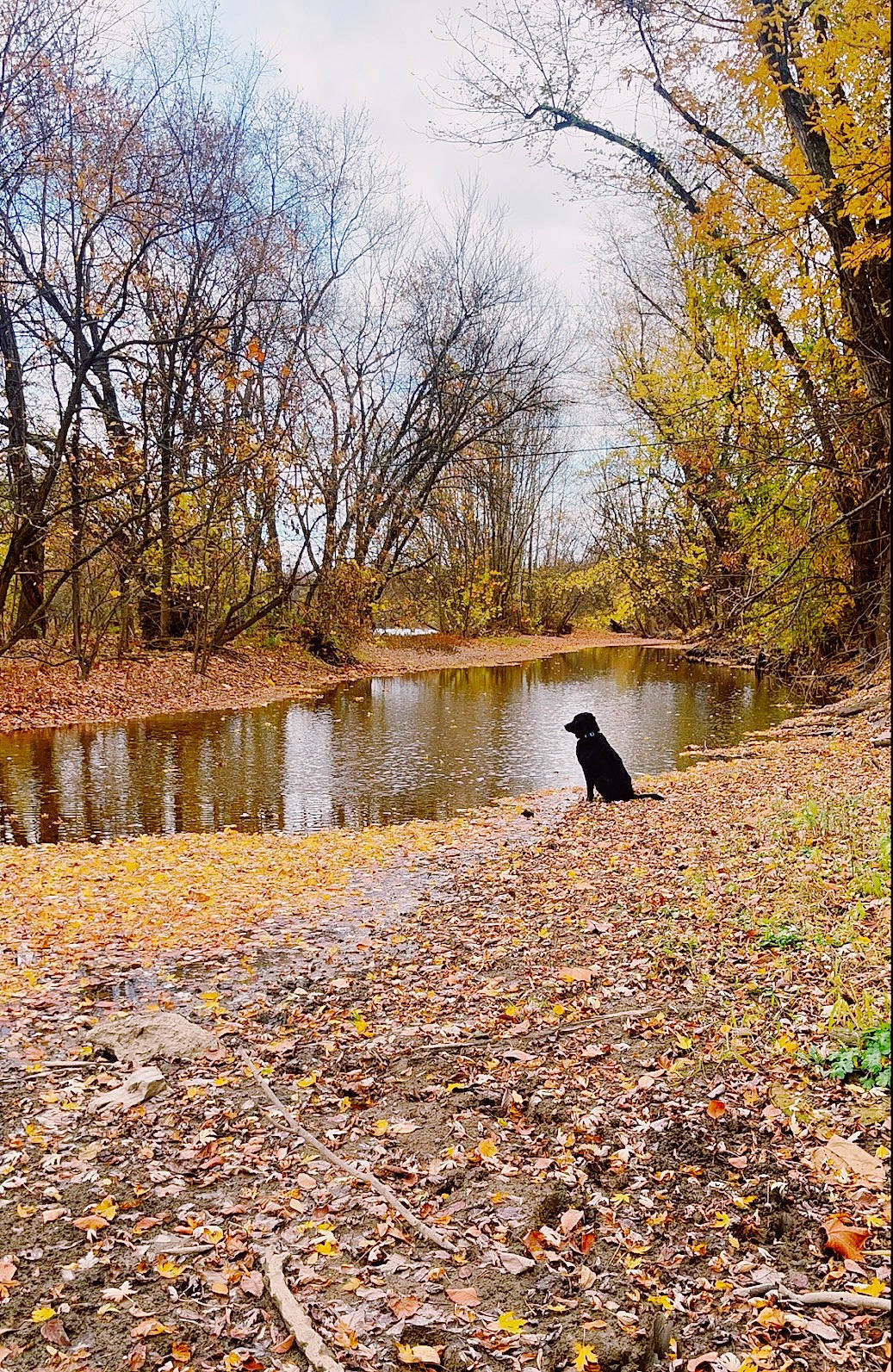 Zuko is registered to the contest to win money with this photo: bank, branch, deciduous, forest, grass, lacustrine_plain, lake, landscape, natural_landscape, people_in_nature, plant, sky, tints_and_shades, tree, trunk, twig, water, watercourse, wood, woodland