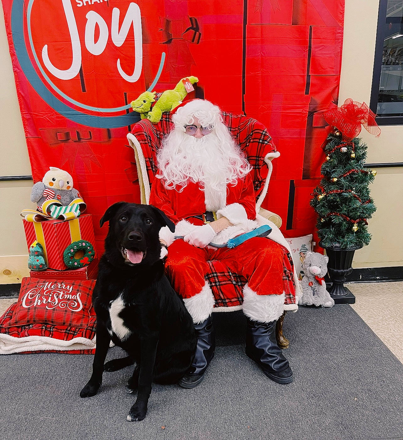 Zuko joined the competition — help win amazing prizes! carbonated_soft_drinks, carmine, carnivore, christmas, christmas_decoration, christmas_eve, christmas_tree, companion_dog, dog, dog_breed, dog_supply, event, fictional_character, fur, hat, holiday, lap, plant, red, santa_claus