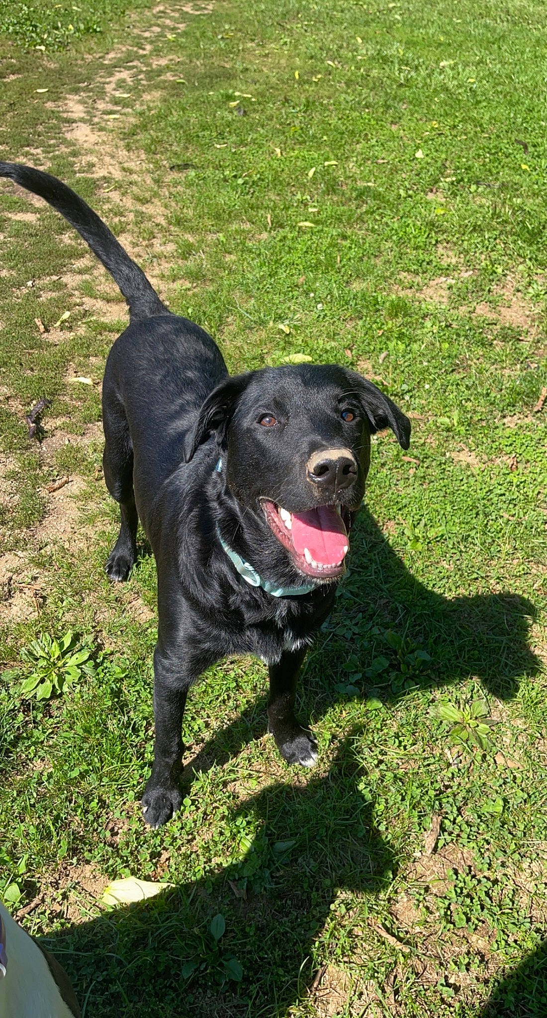 Zuko is registered to the contest to win money with this photo: borador, carnivore, collar, companion_dog, dog, dog_breed, dog_collar, grass, guard_dog, gun_dog, labrador_retriever, leash, plant, plott_hound, retriever, sporting_group, tail, terrestrial_animal, working_animal, working_dog