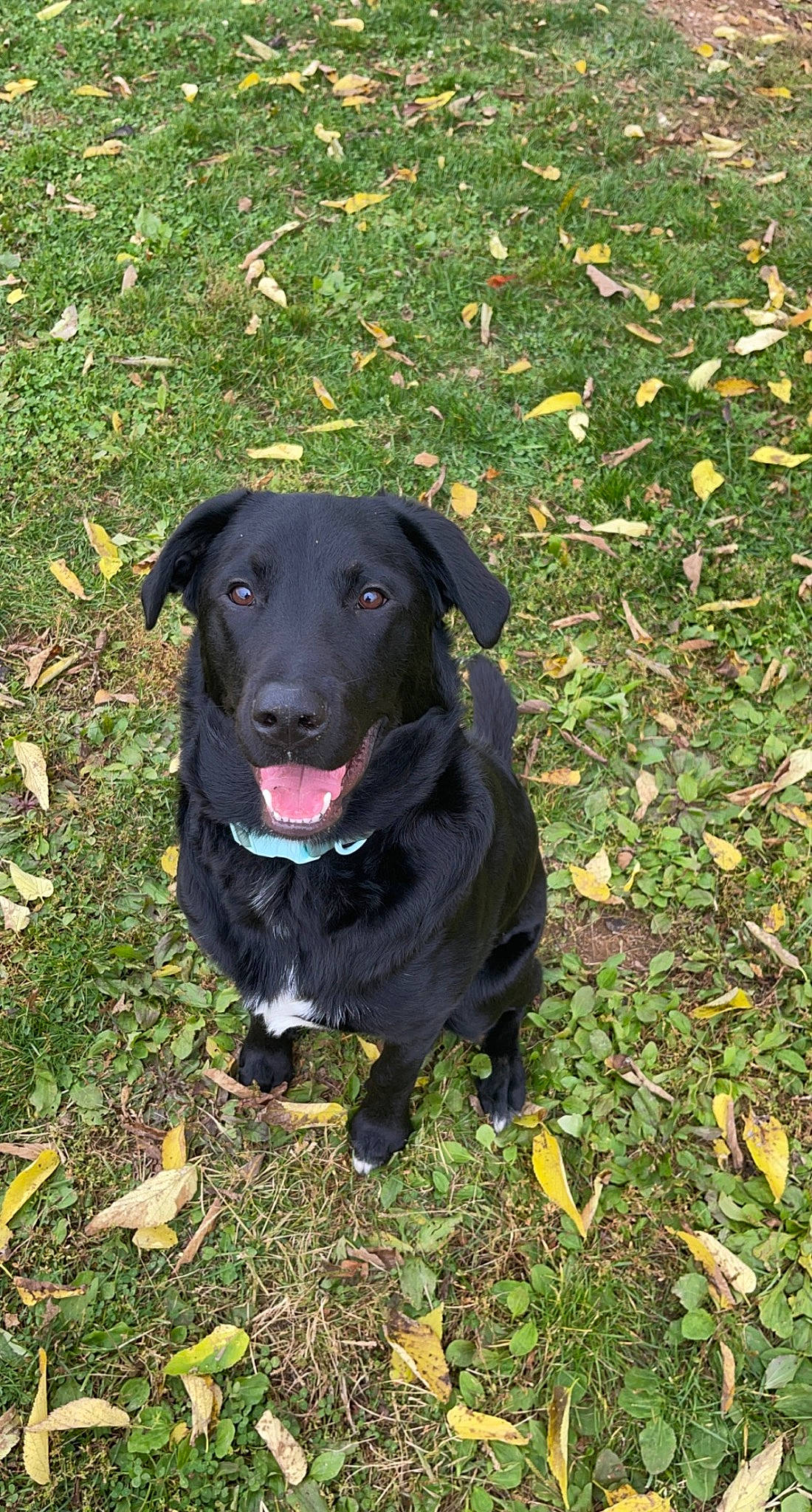 Zuko is registered to the contest to win money with this photo: borador, canidae, carnivore, collar, companion_dog, dog, dog_breed, dog_collar, grass, groundcover, gun_dog, hunting_dog, labrador_retriever, personal_protective_equipment, plant, snout, sporting_group, terrestrial_animal, working_animal