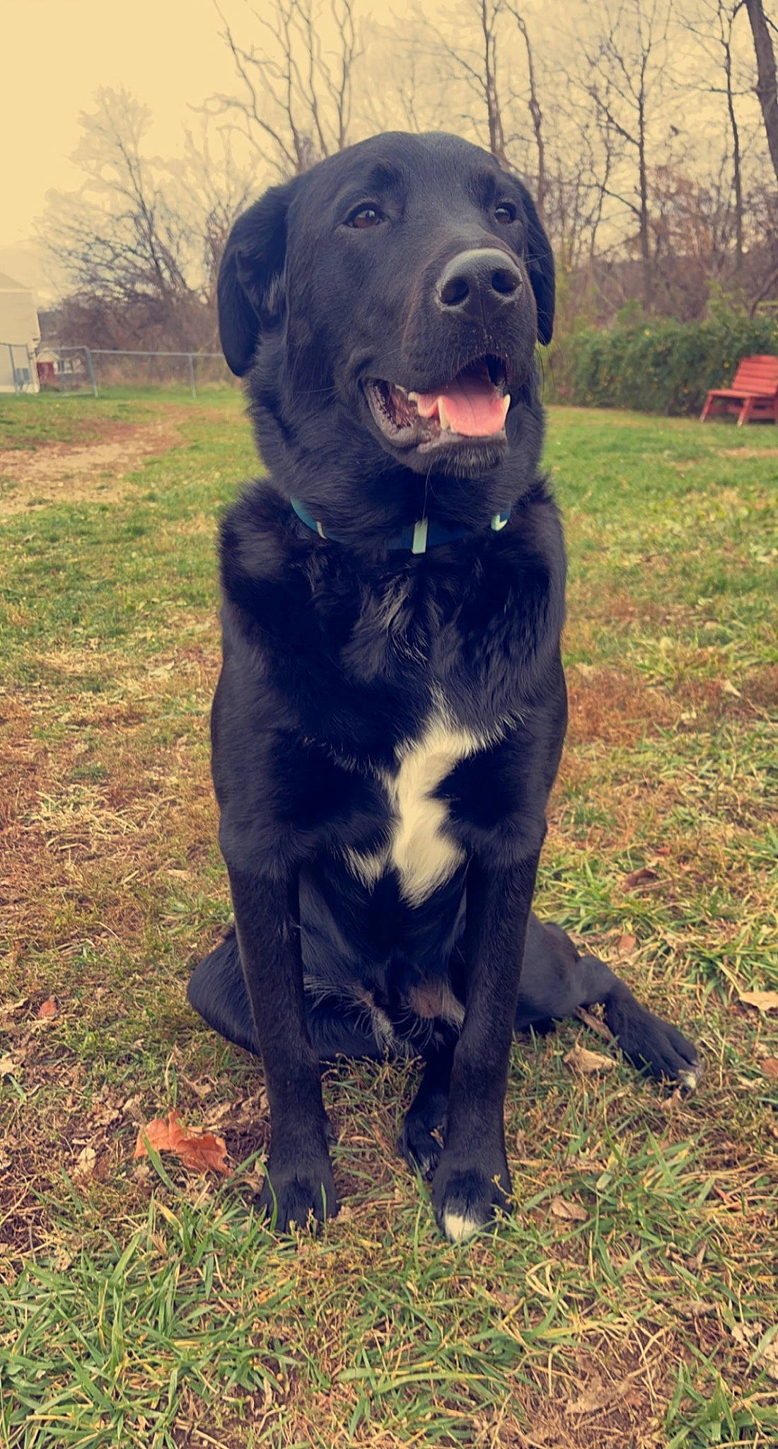 Zuko joined the competition — help win amazing prizes! borador, canidae, carnivore, companion_dog, dog, dog_breed, dog_collar, fawn, grass, guard_dog, gun_dog, hunting_dog, non_sporting_group, plant, sporting_group, tail, terrestrial_animal, tree, working_animal, working_dog