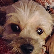 Bonnie is registered to the contest to win money with this photo: dog, close_up, face, fur, blanket, texture, resting, pet, animal, cute, cozy, indoors, canine, expression, soft, comfort, brown, eyes, portrait, snout