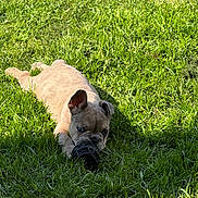 Presley a rejoint le concours — aidez-le/la à gagner de superbes lots ! puppy, dog, french_bulldog, grass, outdoor, sunlight, toy, pet, animal, cute, playful, chewing, greenery, summer, nature, young_dog, lying_down, shadow, bright, daytime