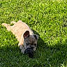 puppy, dog, french_bulldog, grass, outdoor, sunlight, toy, pet, animal, cute, playful, chewing, greenery, summer, nature, young_dog, lying_down, shadow, bright, daytime