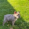 Presley a rejoint le concours — aidez-le/la à gagner de superbes lots ! dog, puppy, french_bulldog, grass, greenery, sunlight, shadow, outdoor, yard, pet, canine, animal, young, curious, small, nature, summer, cute, standing, daylight
