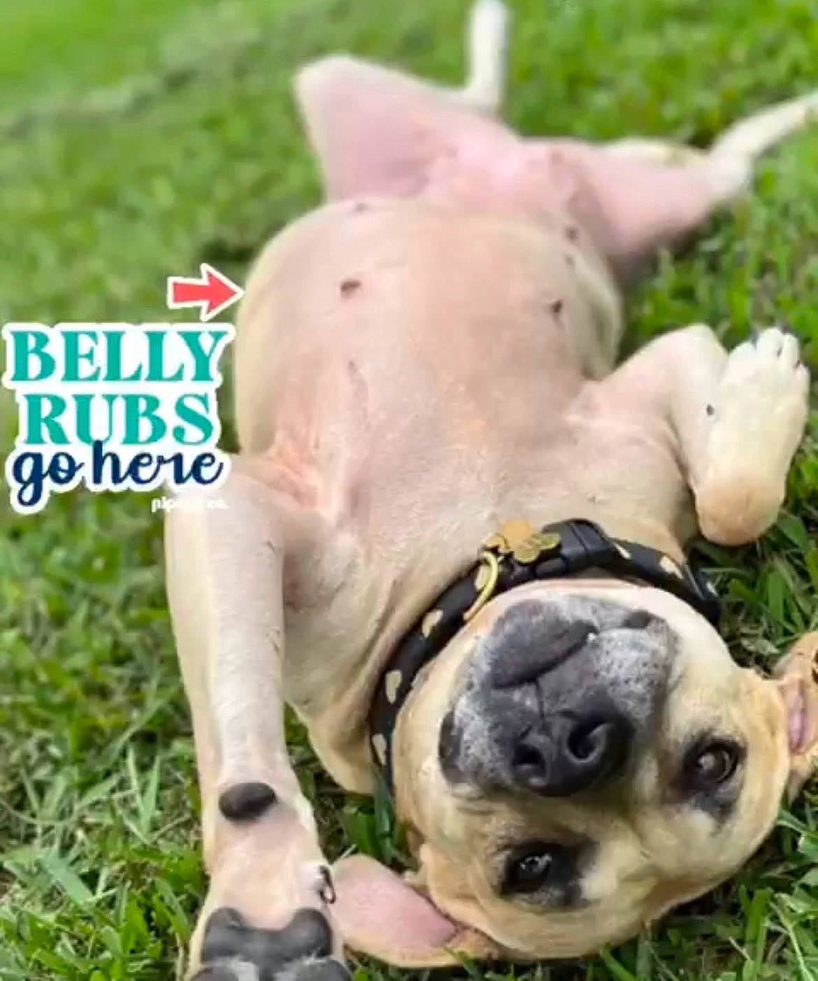 Penelope is registered to the contest to win money with this photo: canidae, carnivore, collar, companion_dog, dog, dog_breed, dog_collar, fashion_accessory, fawn, grass, hood, livestock, non_sporting_group, plant, snout, sporting_group, terrestrial_animal, working_animal, working_dog, wrinkle