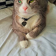 Marshmallow joined the competition — help win amazing prizes! cat, feline, gray_and_white, green_eyes, pink_nose, whiskers, collar, pet_tag, heart_tag, lying_down, crossed_paws, bed, bedding, pillow, checkered_pattern, indoor, cozy, portrait, close_up, cute