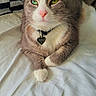 cat, feline, gray_and_white, green_eyes, pink_nose, whiskers, collar, pet_tag, heart_tag, lying_down, crossed_paws, bed, bedding, pillow, checkered_pattern, indoor, cozy, portrait, close_up, cute