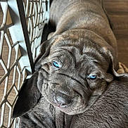 Thor joined the competition — help win amazing prizes! puppy, dog, blue_eyes, close_up, cuddling, playpen, fur, pet, adorable, sleepy, brown_fur, indoor, animal, cute, companion, young_dog, resting, snuggle, friendship, domestic_animal